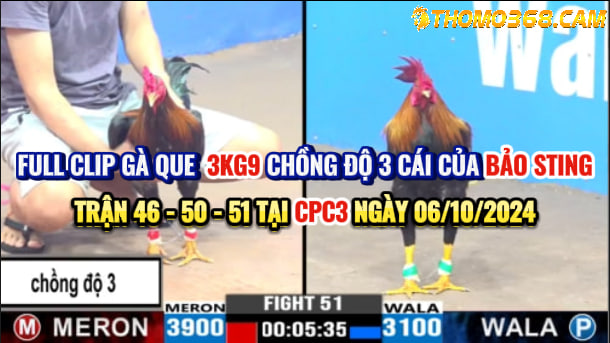 Gà que 3kg9 bảo sting chồng độ