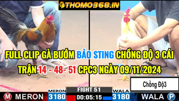 Bảo Sting Chồng Độ 3 Cái